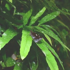 Notocrypta curvifascia