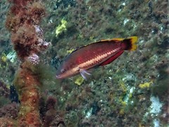 Pseudolabrus biserialis