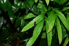 Notocrypta curvifascia