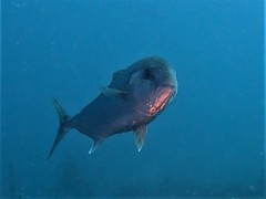 Seriola hippos