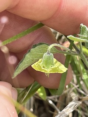 Physalis cinerascens cinerascens