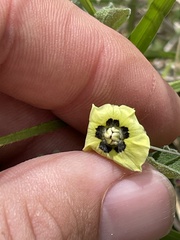 Physalis cinerascens cinerascens