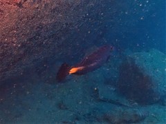 Meuschenia flavolineata