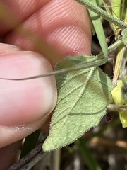 Physalis cinerascens cinerascens