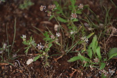 Choritaenia capensis