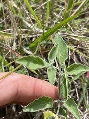 Physalis cinerascens cinerascens
