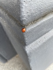 Coccinella septempunctata