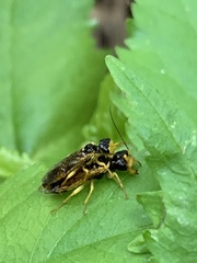 Pamphilius aurantiacus