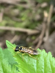 Pamphilius aurantiacus