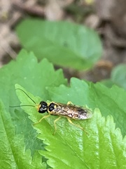 Pamphilius aurantiacus