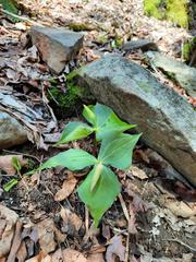 Trillium erectum