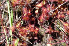 Drosera collinsiae