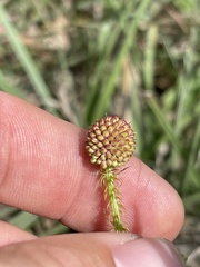 Mimosa hystricina