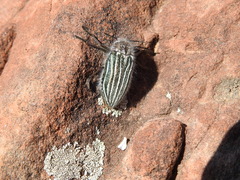 Julodis