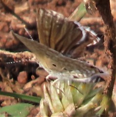 Anthene dulcis dulcis