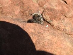 Julodis
