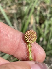 Mimosa hystricina