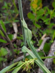 Stenanthium densum