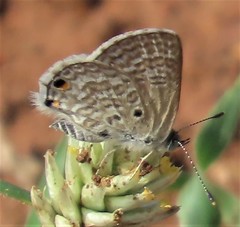 Anthene dulcis dulcis