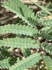 Mimosa hystricina