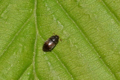 Brachypterus urticae