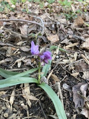 Galearis spectabilis