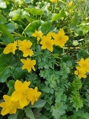 Caltha palustris