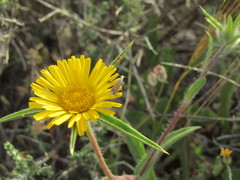 Isophrictis kefersteiniella