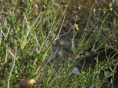 Isophrictis kefersteiniella