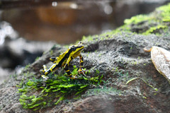 Atelopus