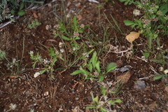 Choritaenia capensis