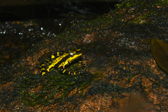 Atelopus