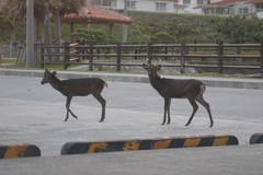 Cervus nippon keramae