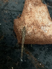 Arthropoda