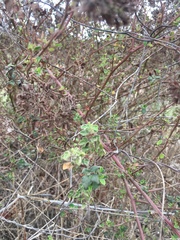 Salpianthus macrodontus