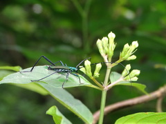 Chloridolum taiwanum
