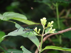 Chloridolum taiwanum