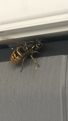 Vespula vulgaris