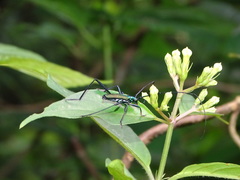 Chloridolum taiwanum