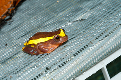 Dendropsophus bifurcus