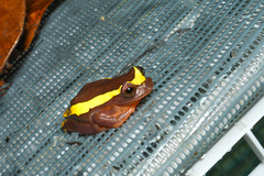 Dendropsophus bifurcus