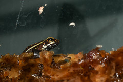 Epipedobates darwinwallacei