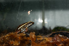 Epipedobates darwinwallacei