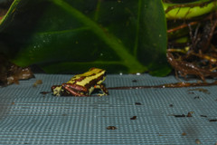 Epipedobates tricolor