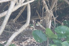 Cervus nippon keramae