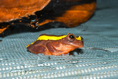 Dendropsophus bifurcus