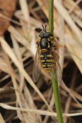 Chrysotoxum cautum