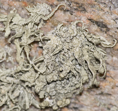 Ramalina siliquosa