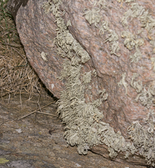 Ramalina siliquosa