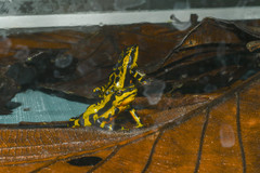 Atelopus